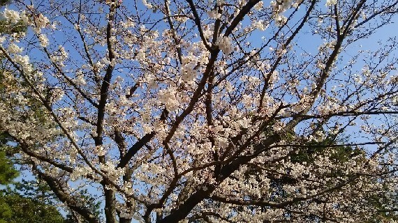 20180325_sakura_1-5a.jpg