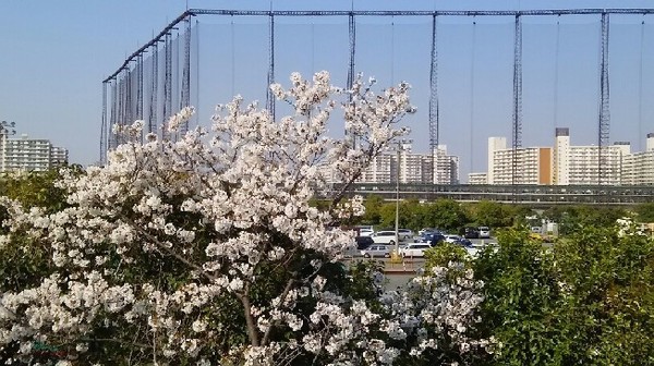 20180325_sakura_1-6a.jpg