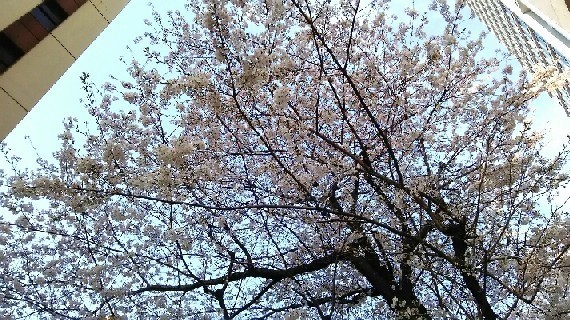 20180327_sakura_2-10a.jpg
