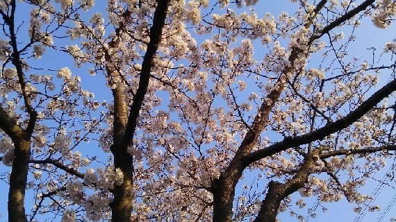 20180327_sakura_2-1a.jpg