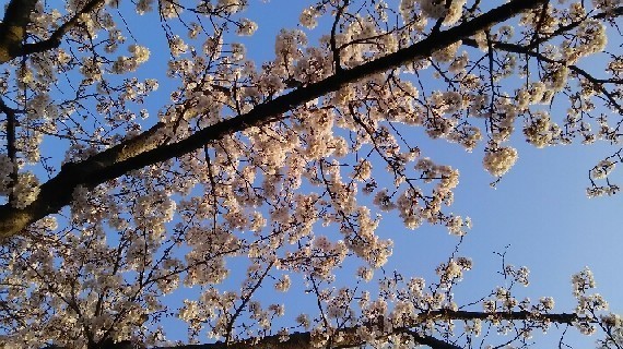 20180327_sakura_2-2a.jpg