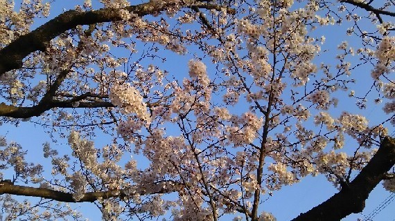 20180327_sakura_2-3a.jpg