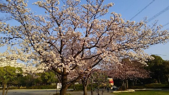 20180327_sakura_2-5a.jpg