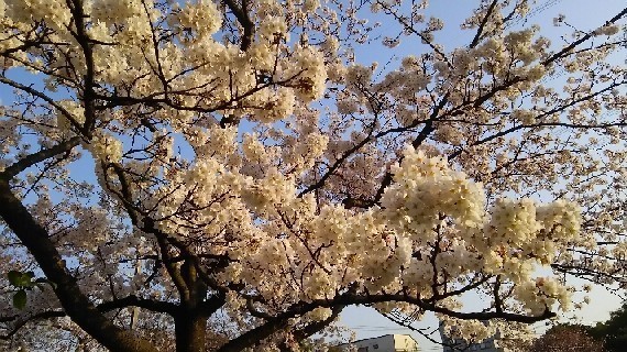 20180327_sakura_2-6a.jpg