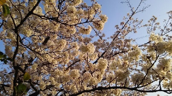 20180327_sakura_2-7a.jpg