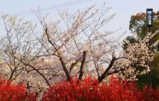 20180327_sakura_2-8a.jpg
