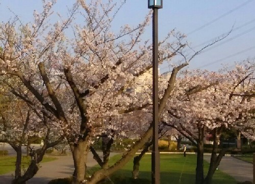 20180327_sakura_2-9a.jpg