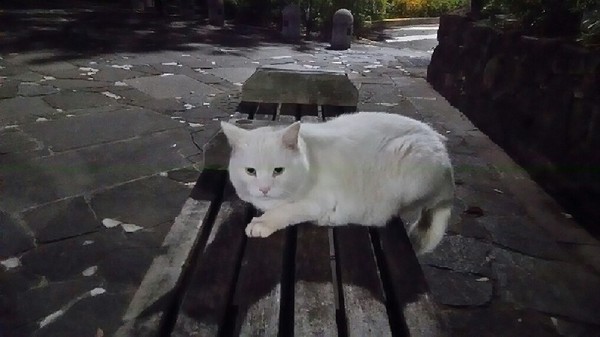 20180328_しろねこさん_01a.jpg