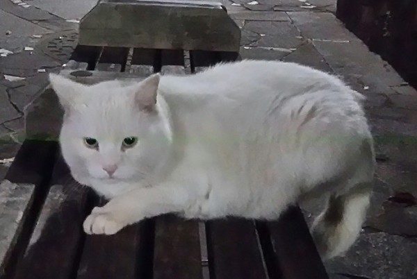 20180328_しろねこさんa.jpg