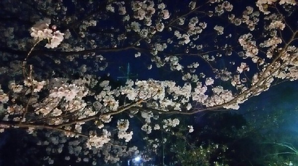 20180328_yozakura_01a.jpg