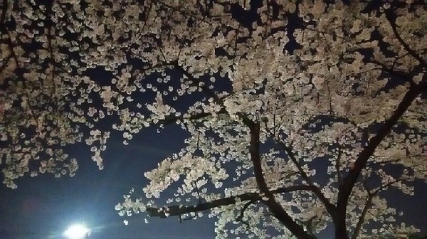 20180328_yozakura_02a.jpg