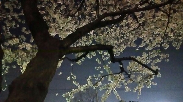 20180328_yozakura_03a.jpg
