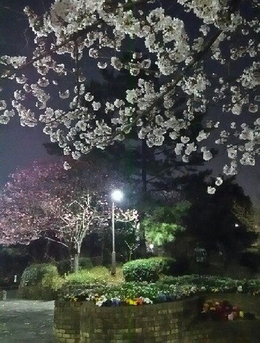20180328_yozakura_04a.jpg