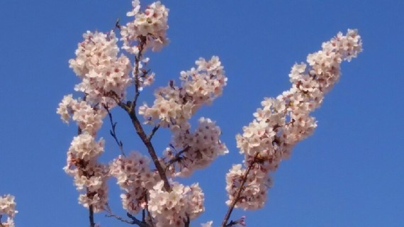 20180331_sakura_4-1a.jpg