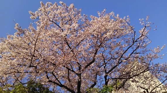 20180331_sakura_4-2a.jpg