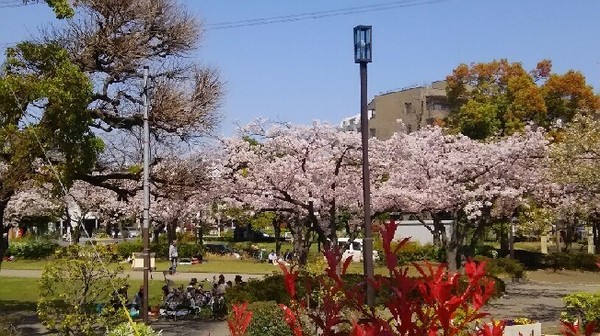 20180331_sakura_4-3a.jpg
