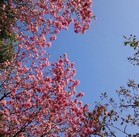20180331_sakura_4-5a.jpg