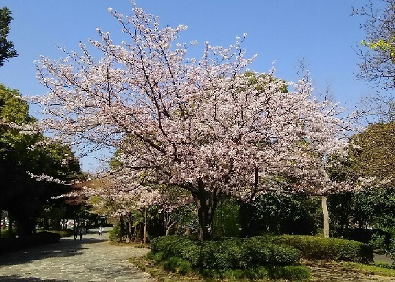 20180331_sakura_4-6a.jpg