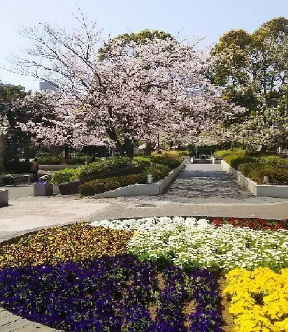 20180331_sakura_4-7a.jpg