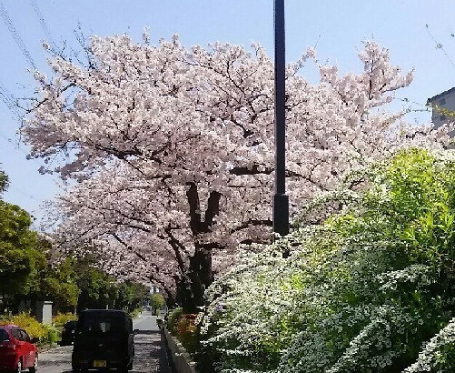 20180331_sakura_4-8a.jpg