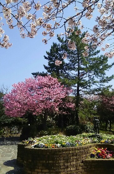 20180331_sakura_4-9a.jpg