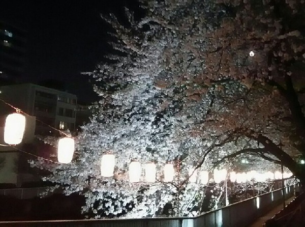 20180331_yozakura_06a.jpg