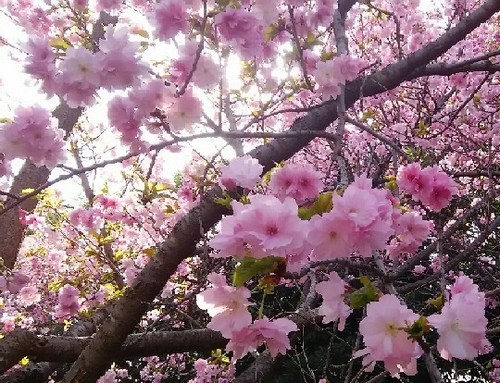 20180401_sakura_01a.jpg