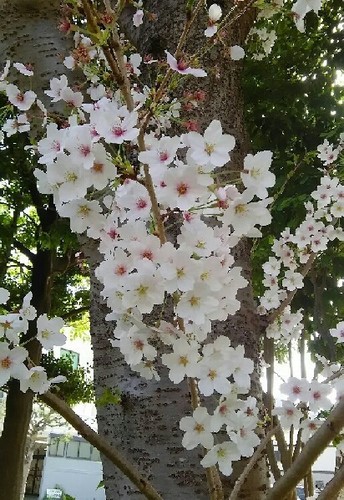 20180401_sakura_02a.jpg