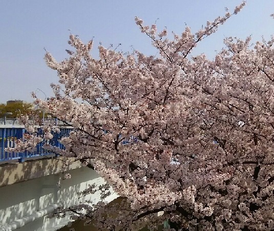 20180401_sakura_03a.jpg