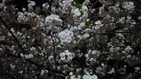 20180403_yozakura_01a.jpg