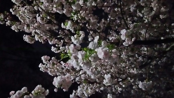 20180403_yozakura_02a.jpg