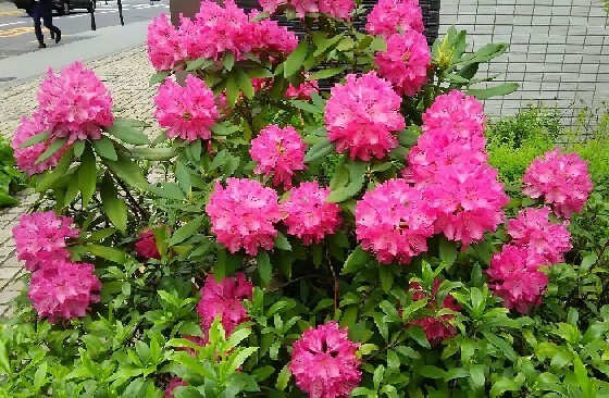 20180405_石楠花_01a.jpg