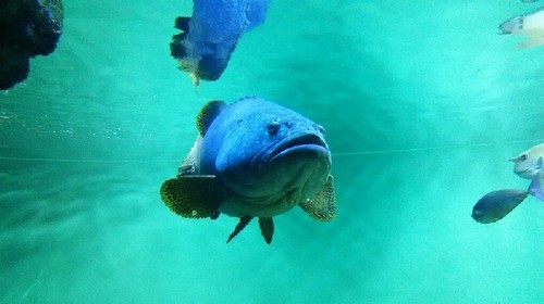 20180814_sea_life_park_03a.jpg