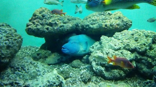 20180814_sea_life_park_04a.jpg