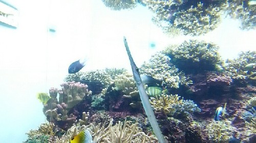 20180814_sea_life_park_05a.jpg