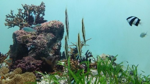20180814_sea_life_park_06a.jpg