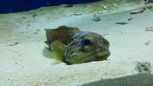 20180814_sea_life_park_07a.jpg