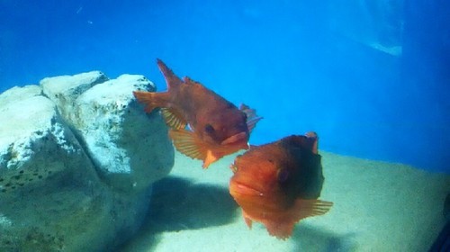 20180814_sea_life_park_08a.jpg