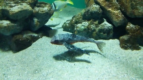 20180814_sea_life_park_09a.jpg