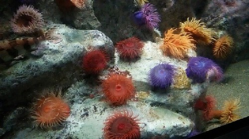 20180814_sea_life_park_10a.jpg