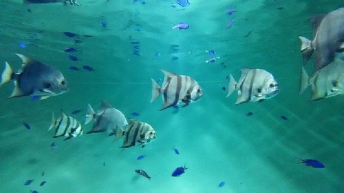 20180814_sea_life_park_11a.jpg