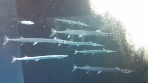 20180814_sea_life_park_12a.jpg