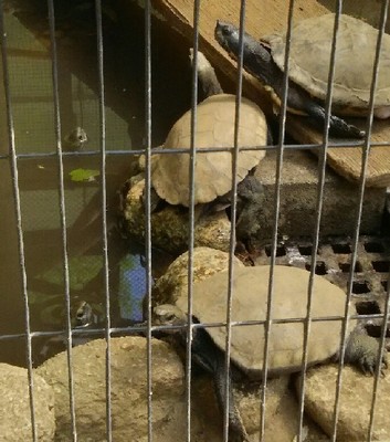 20180818_行船公園_03a.jpg