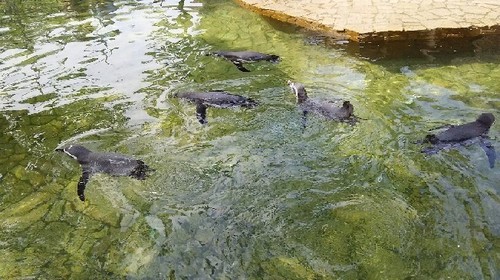20180818_行船公園_08a.jpg