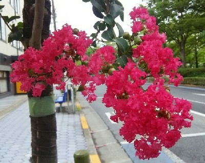 2018_百日紅_02a.jpg