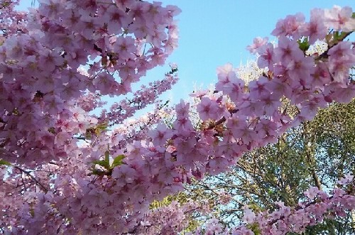 20190310_河津桜_06a05.jpg