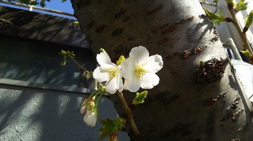 20190321_桜a.jpg