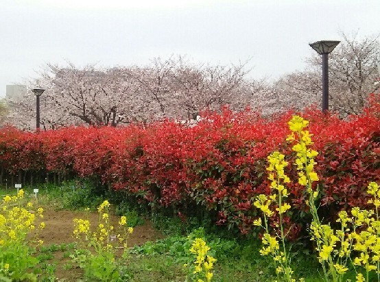 20190330_木場公園_05a04.jpg