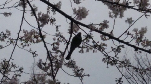 20190330_木場公園_06a07.jpg