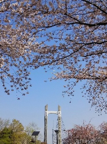 20190406_木場公園_02a06.jpg